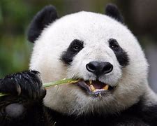 Image result for Chinese Panda Projec