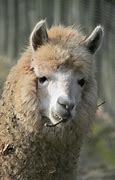 Image result for lama animal