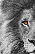 Image result for Lion Wallpaper Black and White