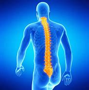 Image result for Human Spine Illustration