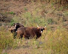 Image result for Gaur vs Bison