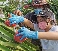 Image result for Exotic Fruit Farm