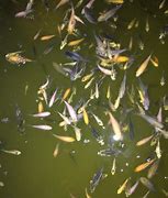 Image result for Baby Koi Fish