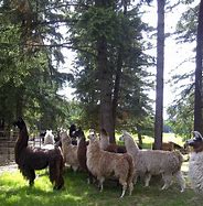 Image result for Llama Herd