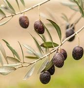 Image result for Mission Olive Tree