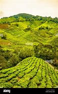 Image result for Tanah Tinggi