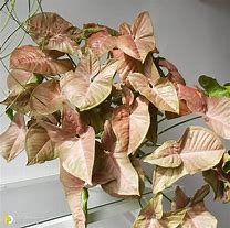 Image result for Orange Houseplants