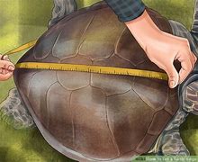 Image result for Turtle Age Chart