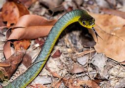 Image result for Yellow Tree Snake