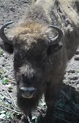 Image result for Polish Bison