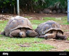 Image result for Seychelles Turtles