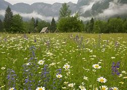 Image result for Slovenia National Park