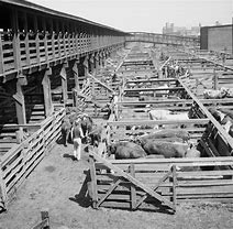 Image result for Kansas City Stockyards