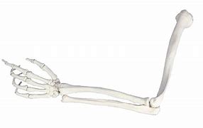 Image result for Skeleton Hand and Arm