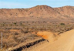 Image result for Hot Desert Plants South Africa