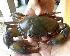 Image result for Ketam Beracun