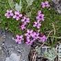 Image result for Tundra Flora