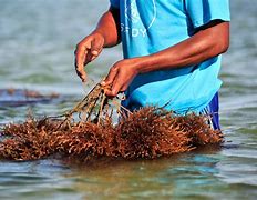 Image result for Seaweed Farming