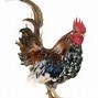 Image result for Serama Chicken Baby