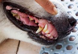 Image result for Dog Tooth Decay