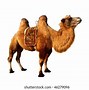 Image result for Halloween Camel Images