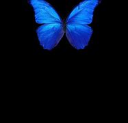 Image result for Black Background Blue Butterfly Wallpaper