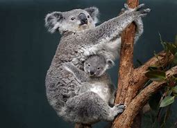 Image result for Koala Bear Images. Free