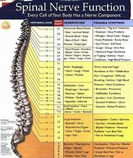 Image result for Spinal Nerve Function Chart