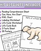 Image result for Polar Bear Life Cycle Chart