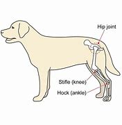 Image result for Canine Knee Anatomy