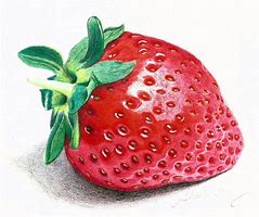 Image result for strawberry pencil drawing