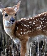 Image result for Newborn Deer Fawn