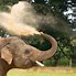 Image result for Whipsnade Zoo Elephants