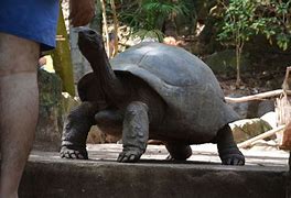 Image result for Seychelles Turtles