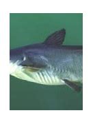 Image result for Blue Catfish Identification