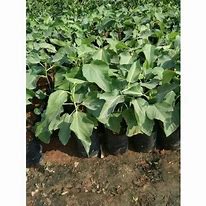 Image result for Anjeer Plant Flowers