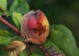 Image result for Peach Tree Identification