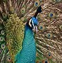 Image result for Peacock Face Cartoon