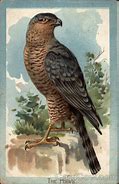 Image result for Two Kestrel Hawks