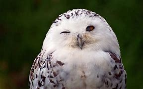 Image result for White Owl Animal