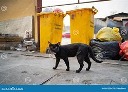 Image result for Trash Cat Breed