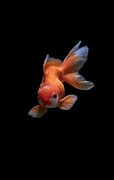 Image result for Lucky Fish Wallpaper