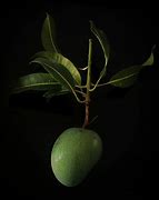 Image result for Mango Raw Leave