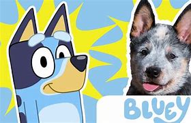 Image result for bluey grandad dog breed