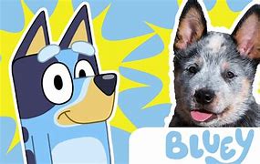 Image result for What Dog Is Bluey