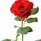 Image result for White Rose with Sage Background