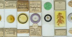 Image result for Algae Microscope Slides