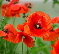 Image result for One Poppy Flower