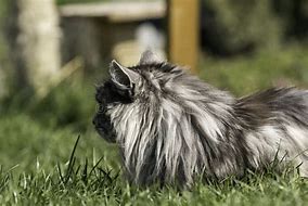 Image result for Adult Male Maine Coon Cat