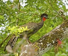 Image result for Crested Guan Bird